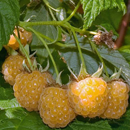 rubus idaeus goodasgold